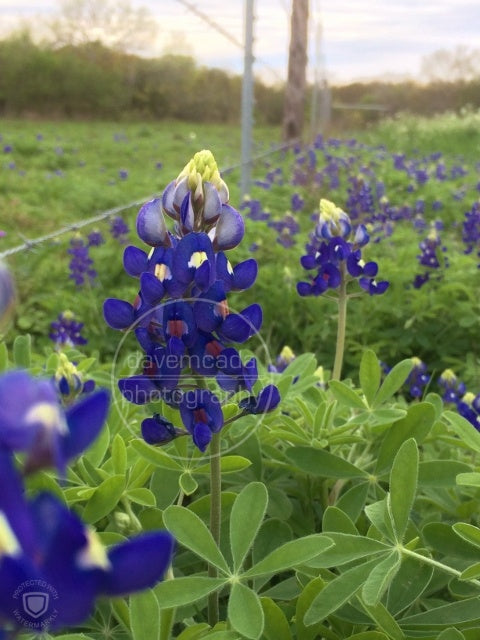 Bluebonnets and Barb Wire